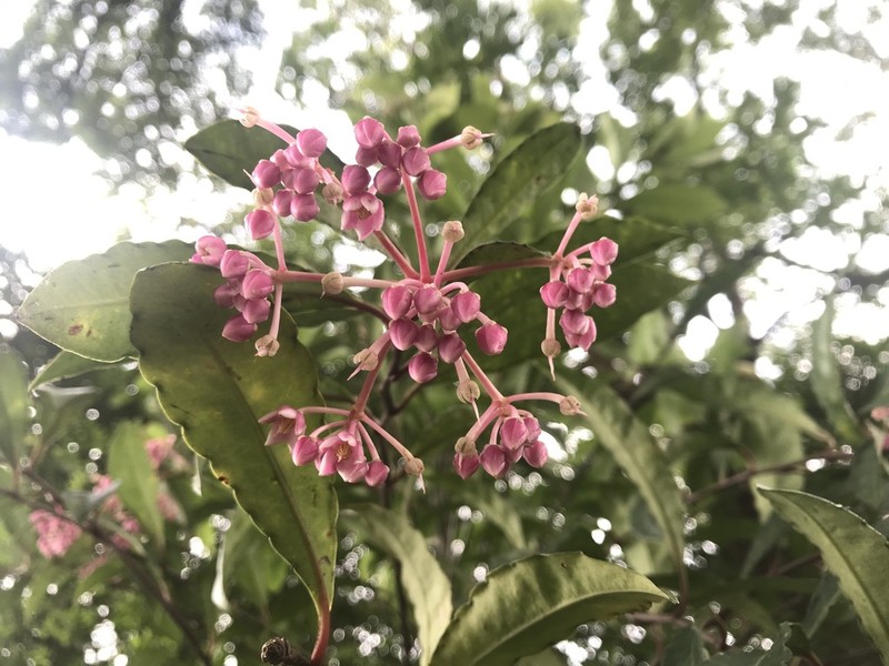 Ardisia hanceana photo 2