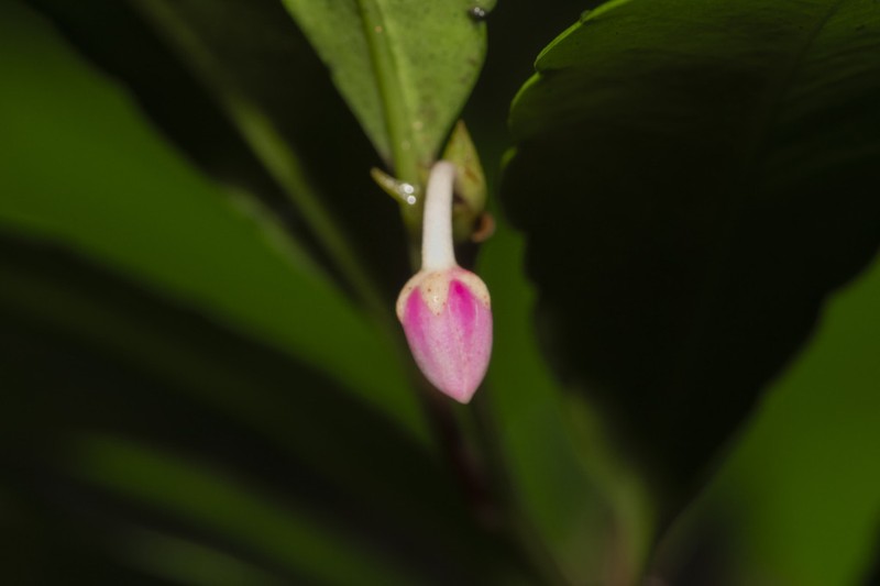 Ardisia hanceana photo 3