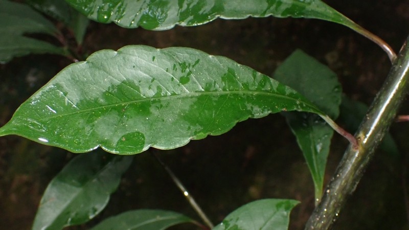 Ardisia hanceana photo 4