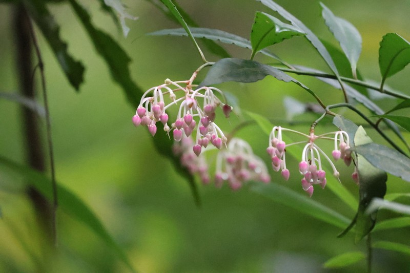 Ardisia hanceana photo 5