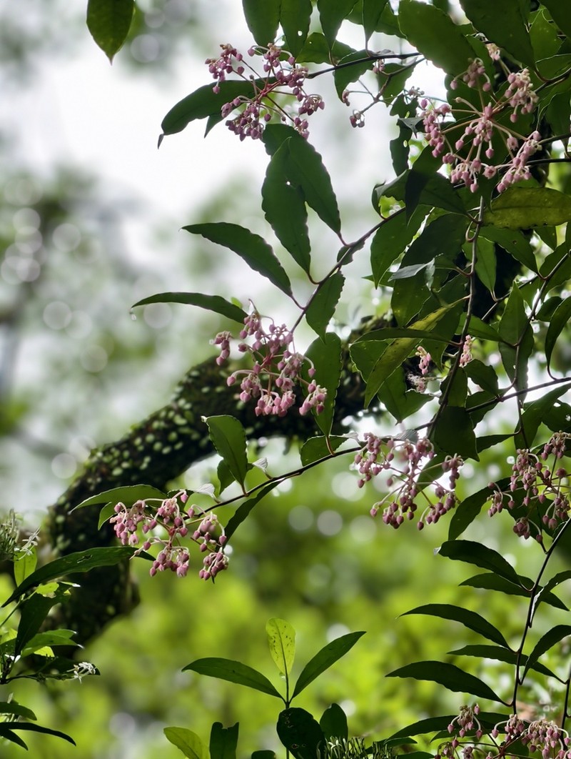 Ardisia hanceana photo 6