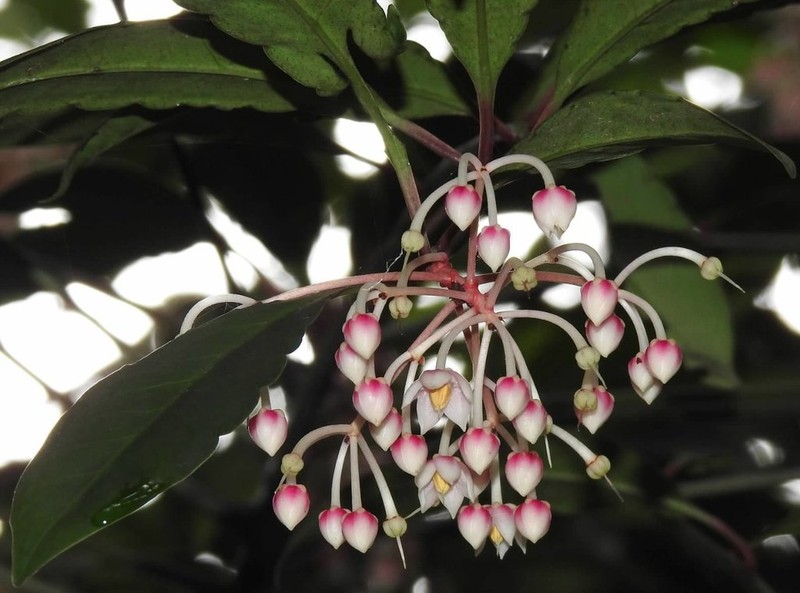 Ardisia hanceana photo 7