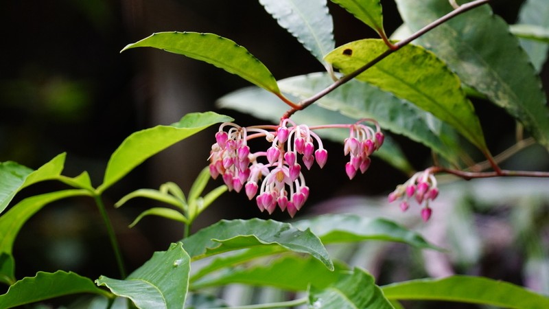 Ardisia hanceana photo 8