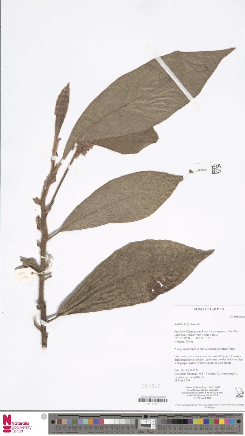 Ardisia helferiana