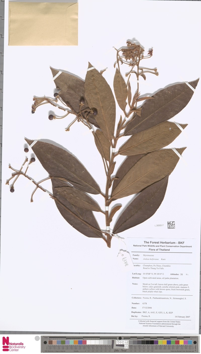 Ardisia helferiana photo 2