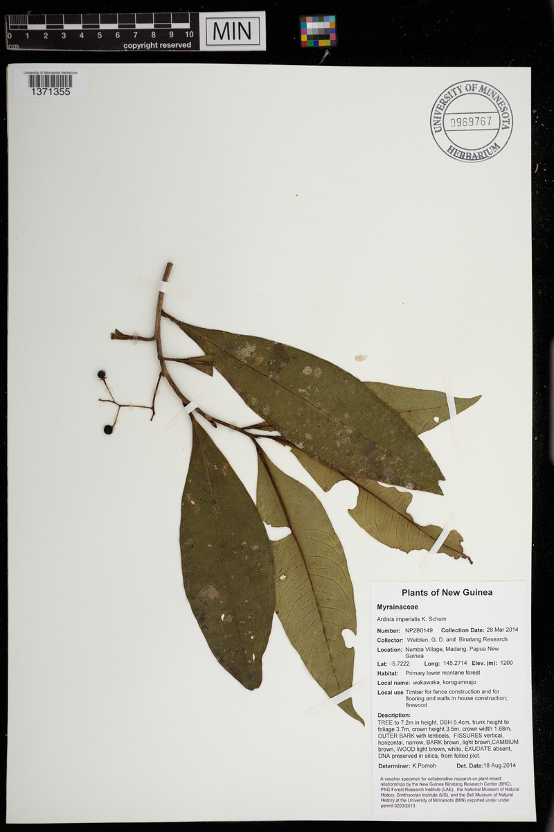 Ardisia hospitans