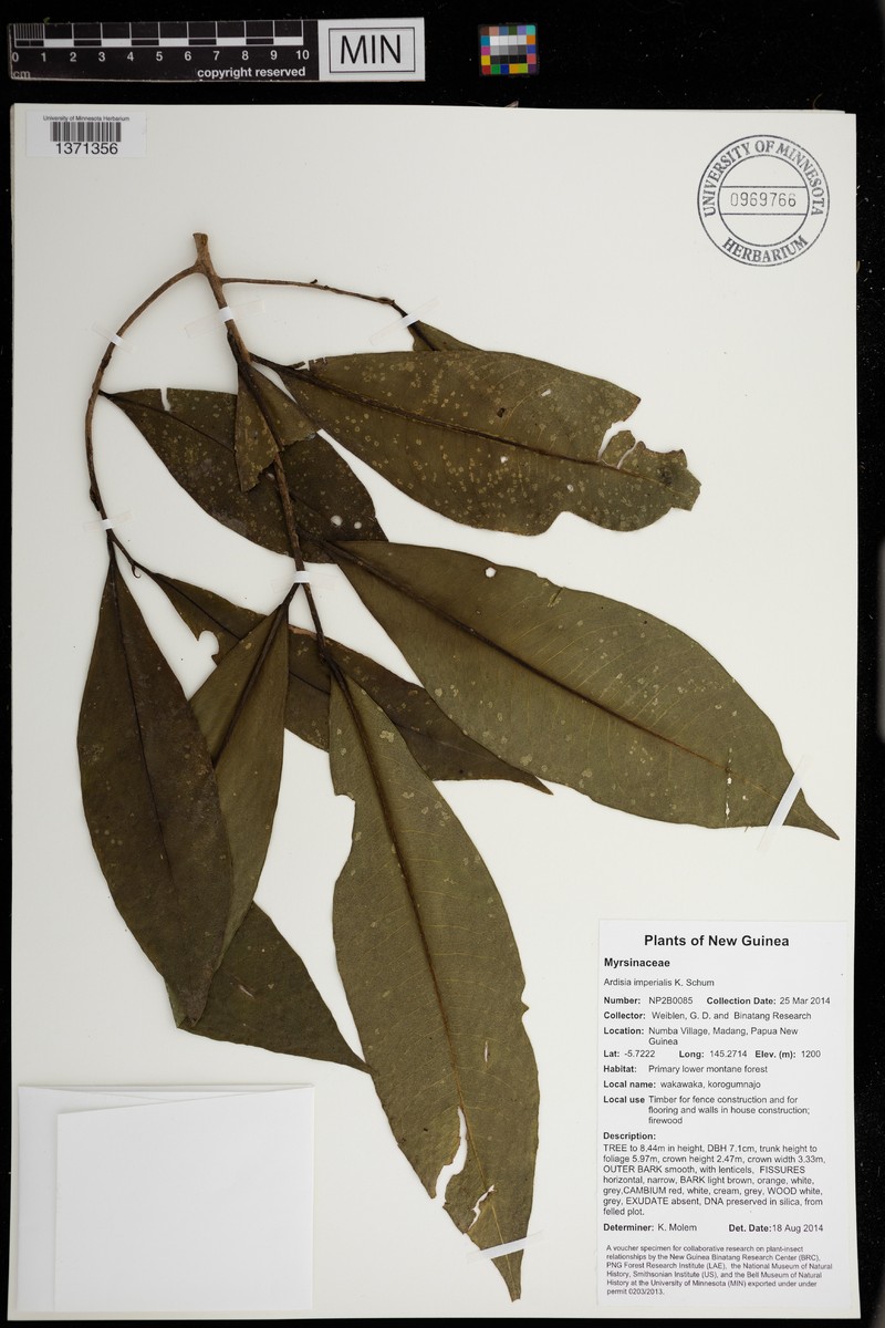 Ardisia hospitans photo 2