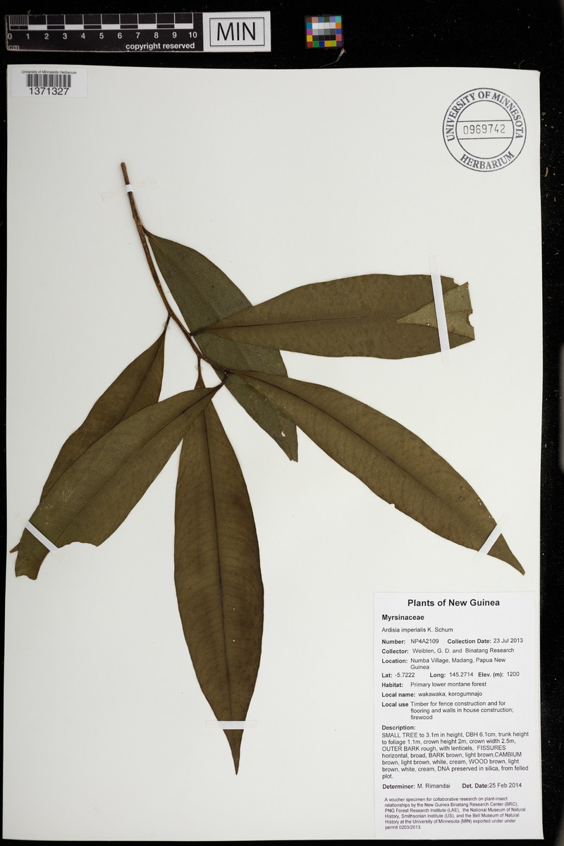 Ardisia hospitans photo 3