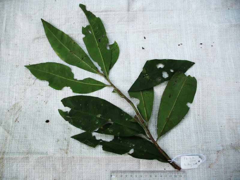 Ardisia hospitans photo 4