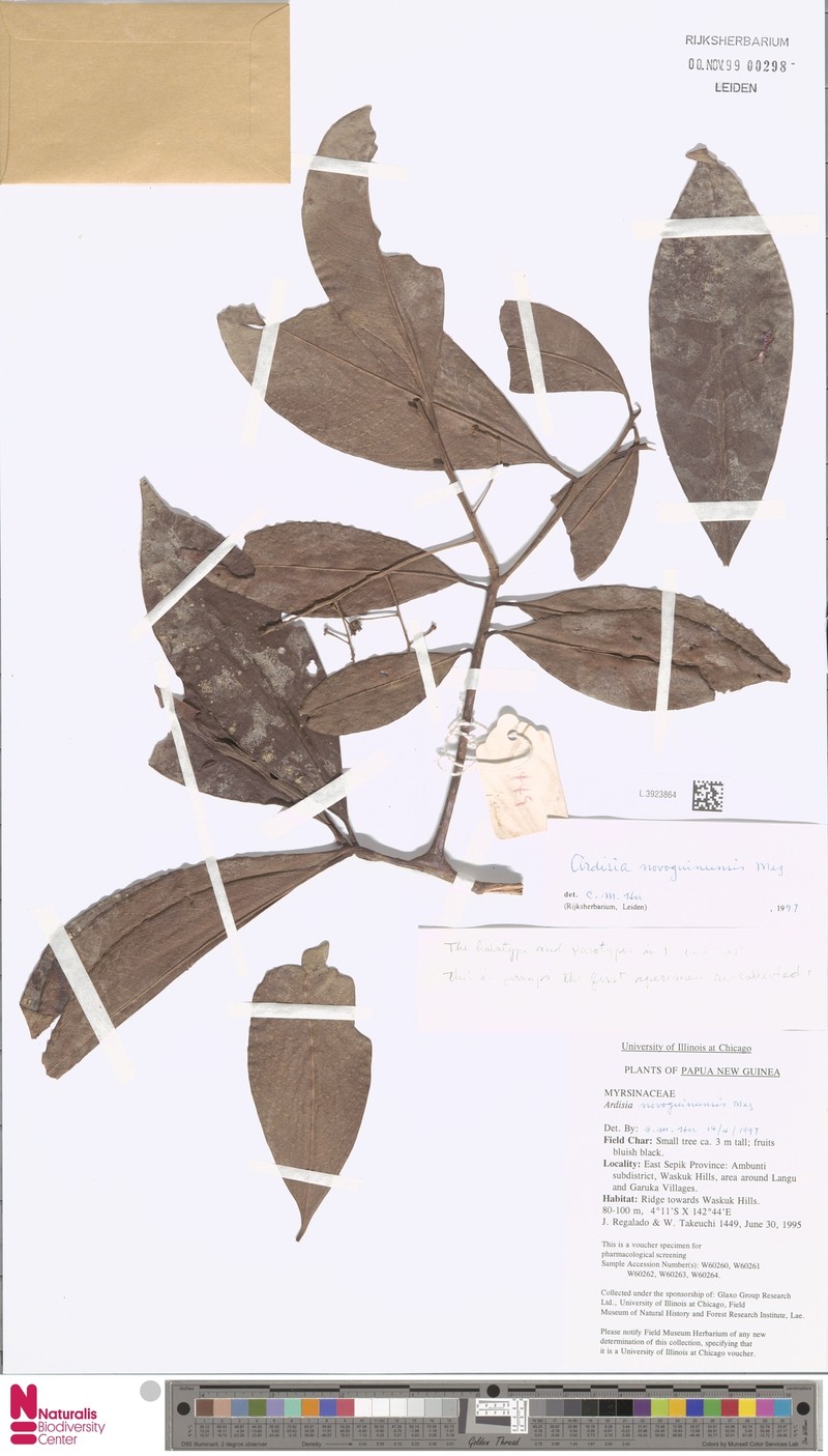 Ardisia hospitans photo 5
