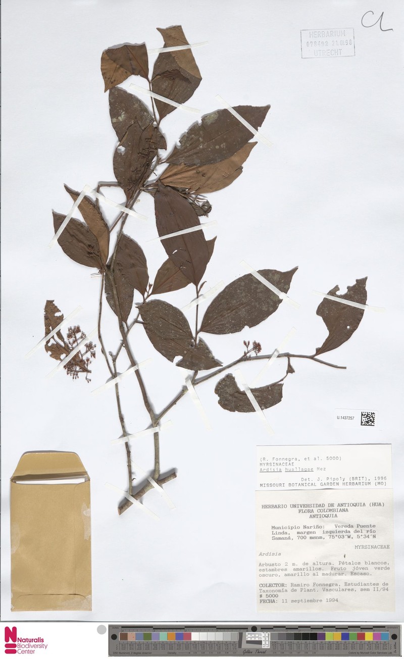 Ardisia huallagae