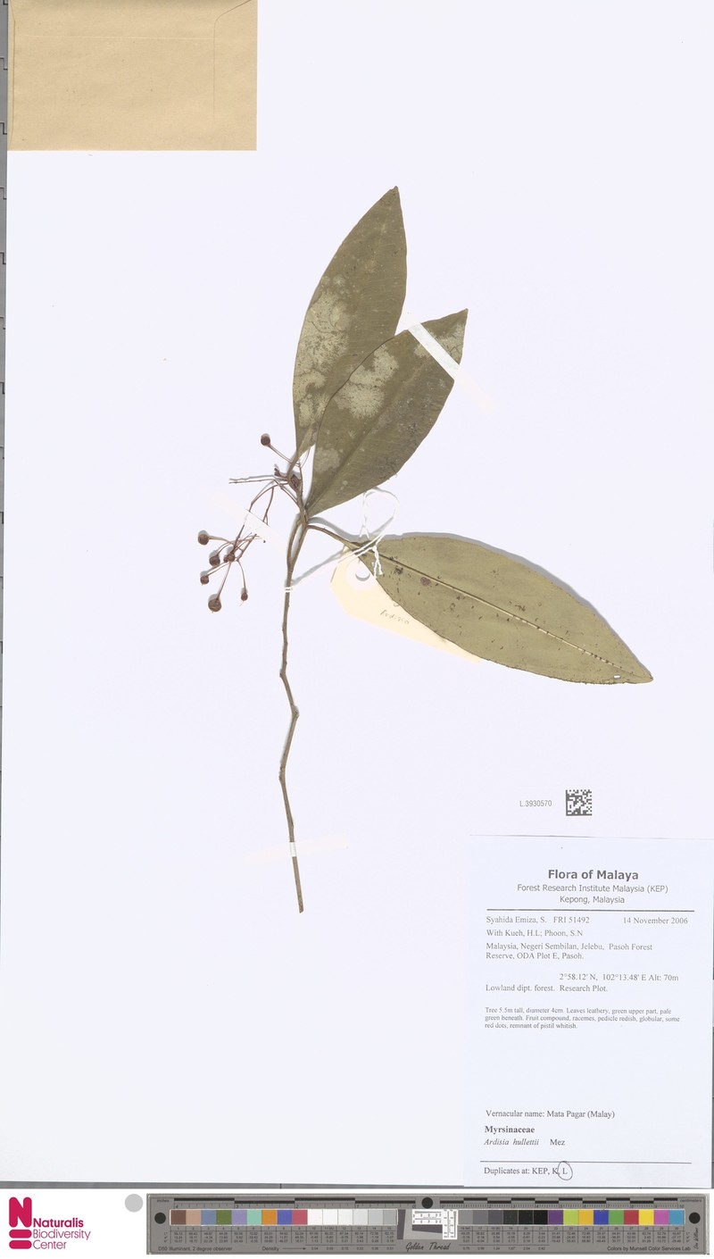 Ardisia hullettii