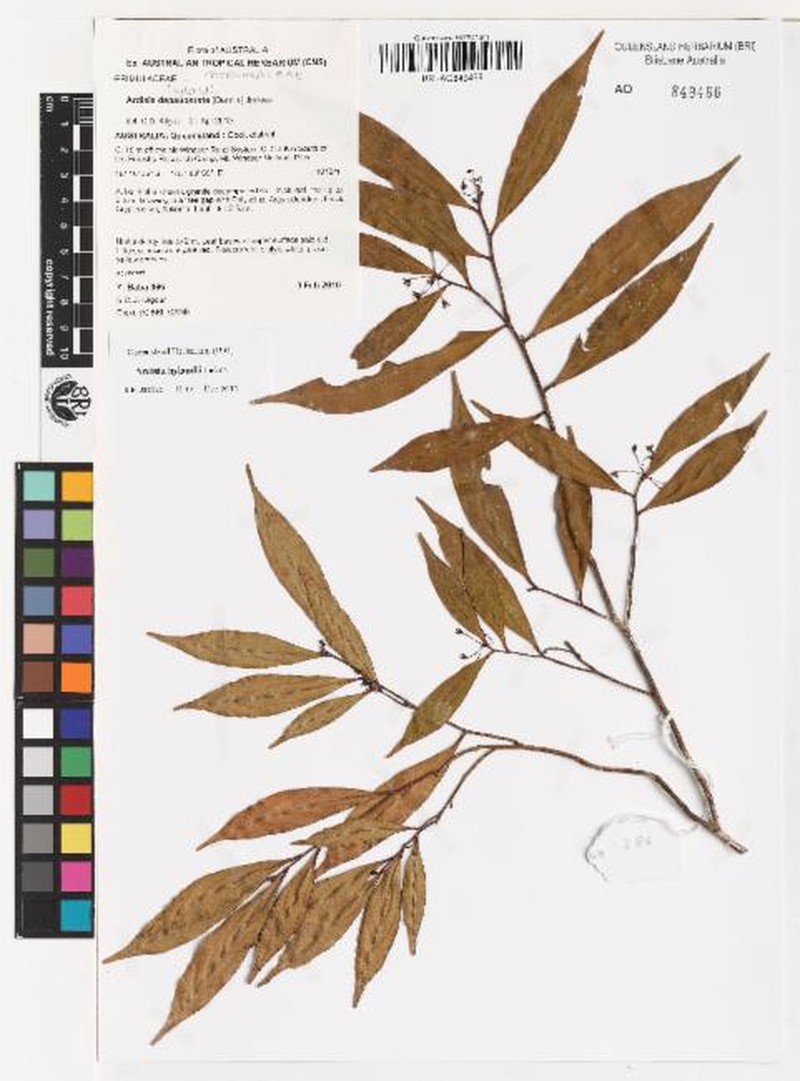 Ardisia hylandii photo 2