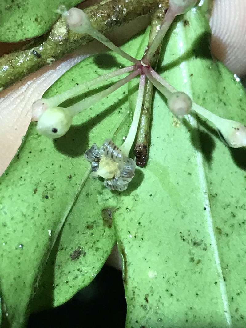 Ardisia hylandii photo 3
