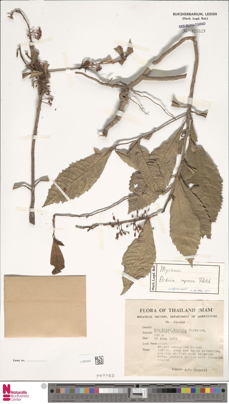 Ardisia impressa