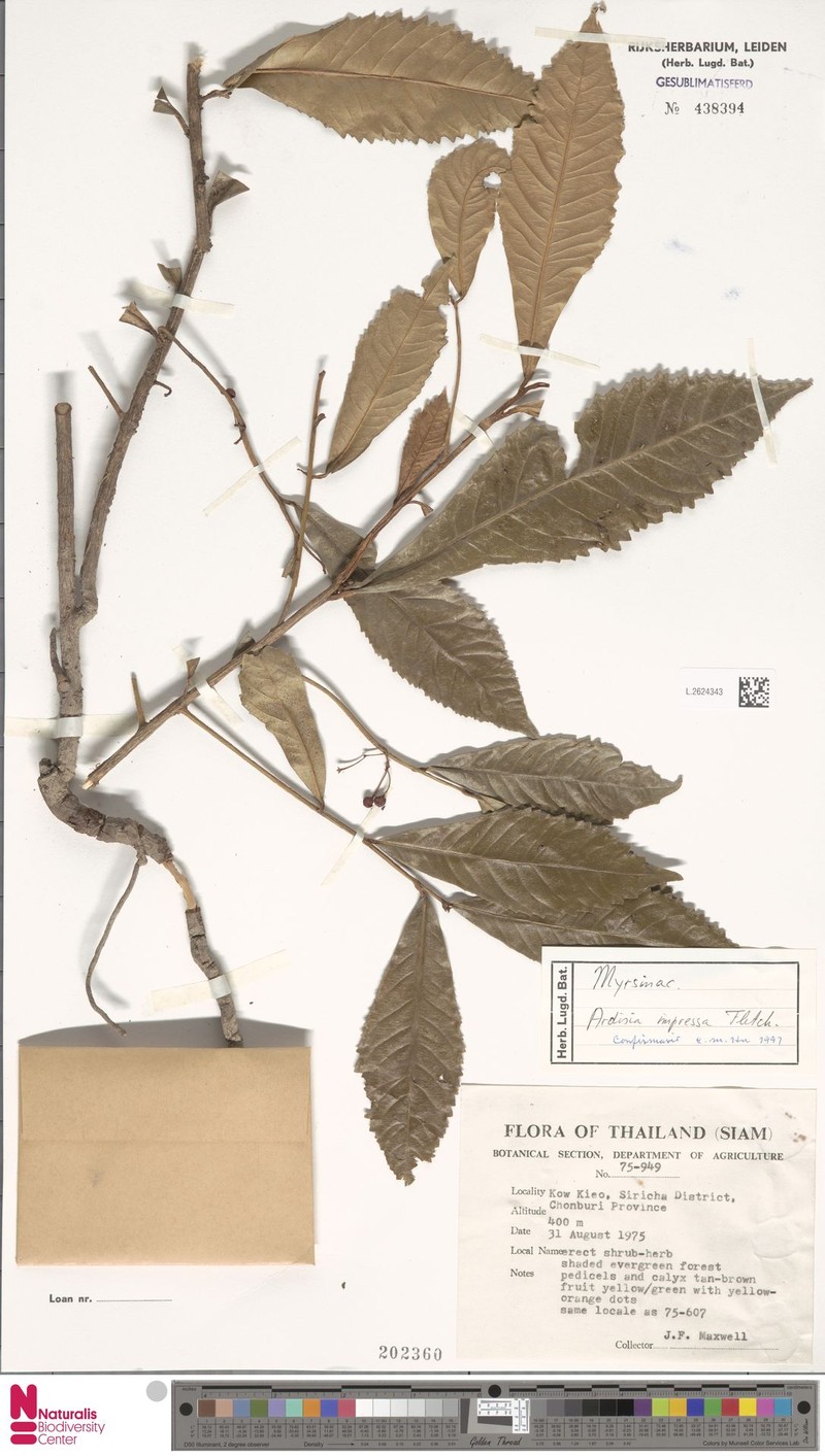 Ardisia impressa photo 2