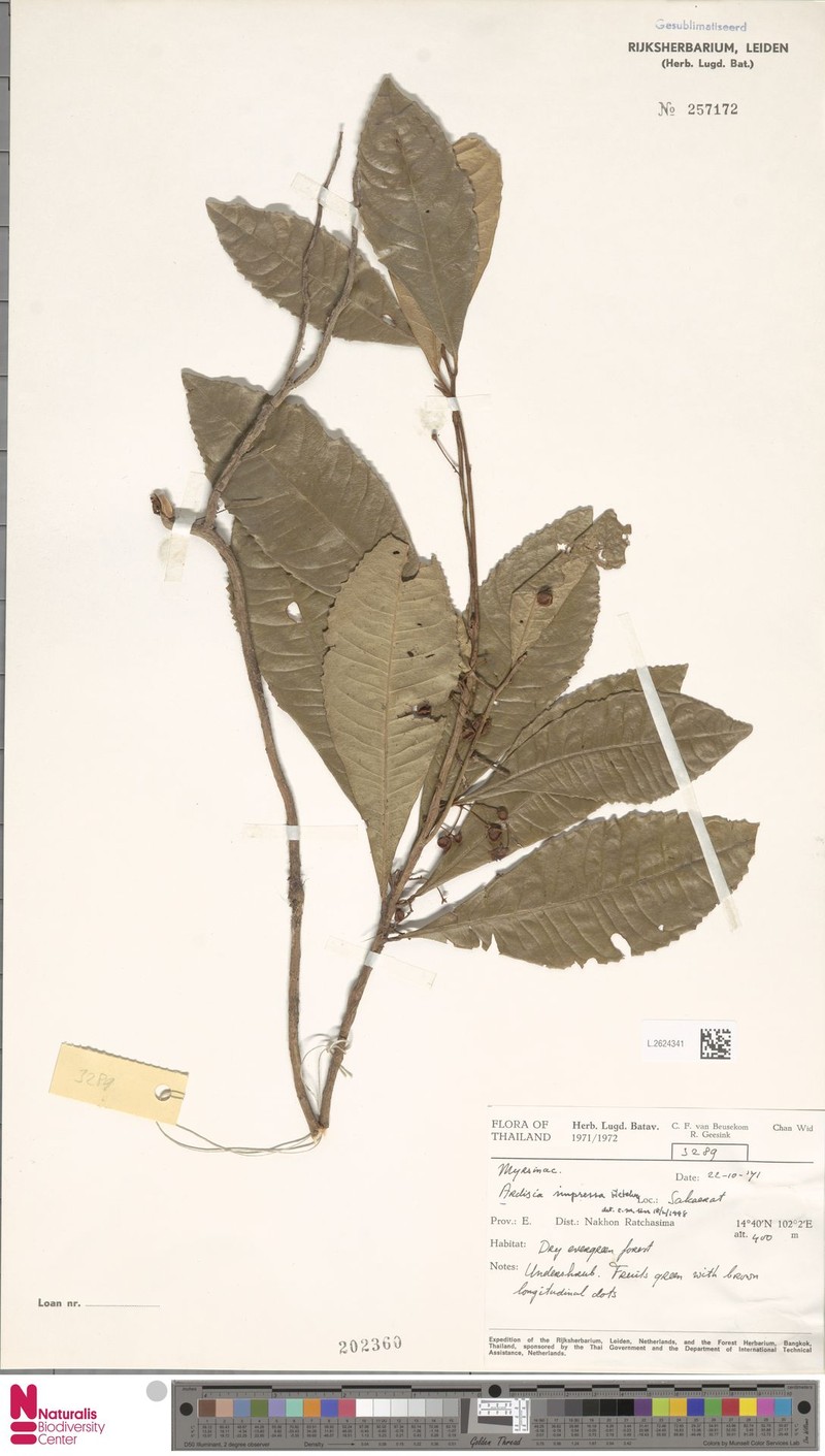 Ardisia impressa photo 3