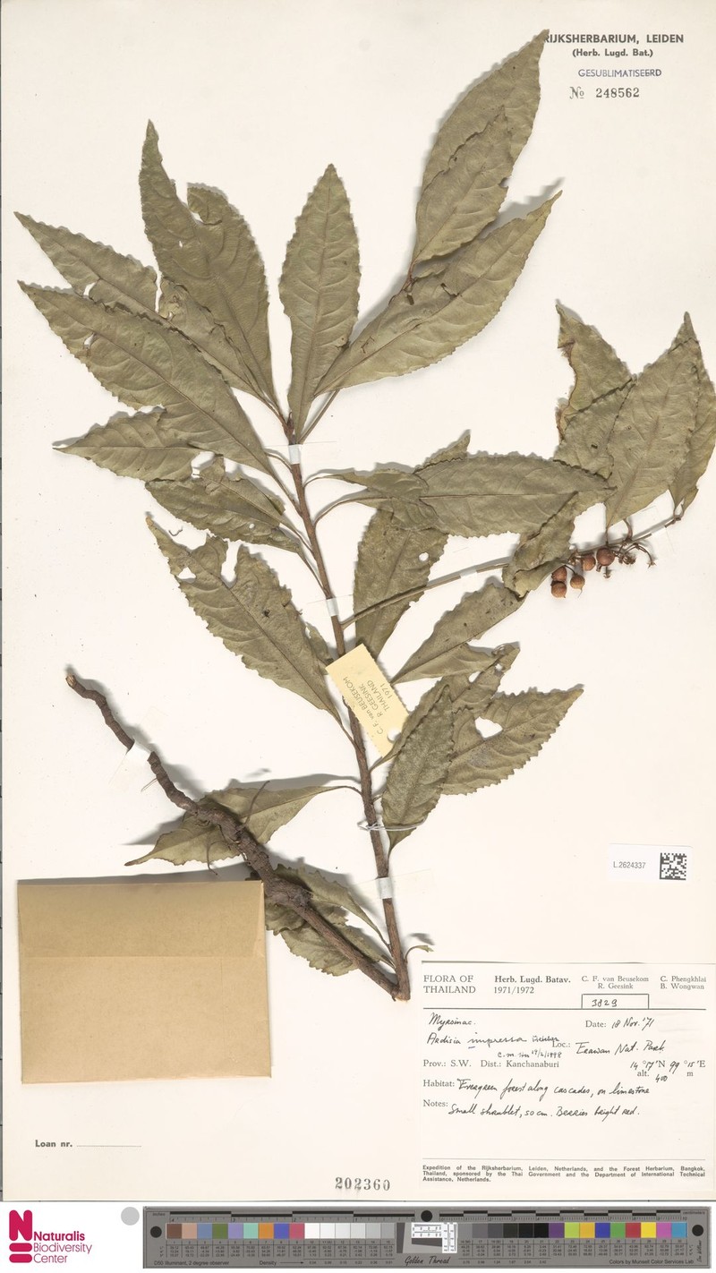 Ardisia impressa photo 4