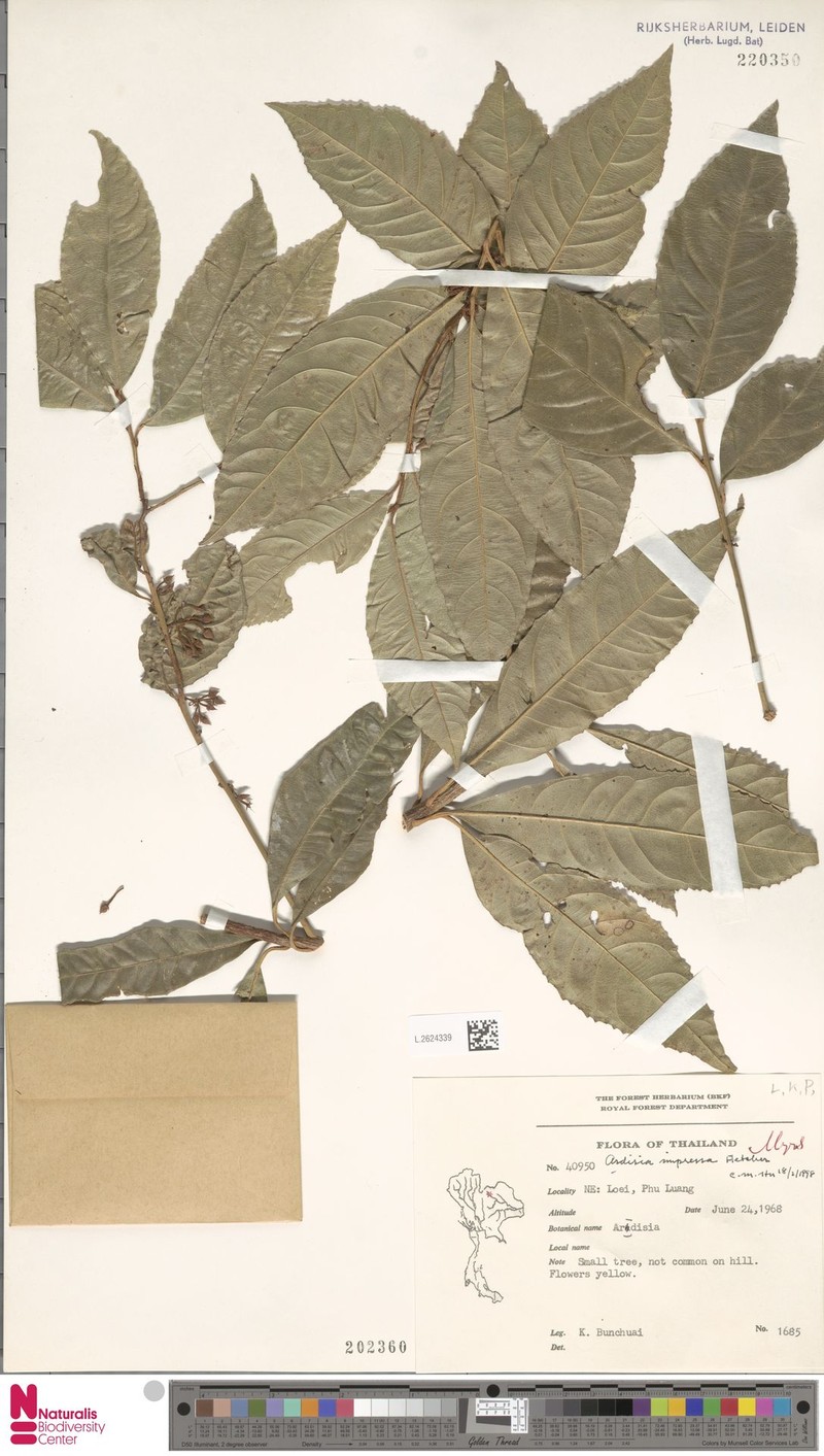 Ardisia impressa photo 6