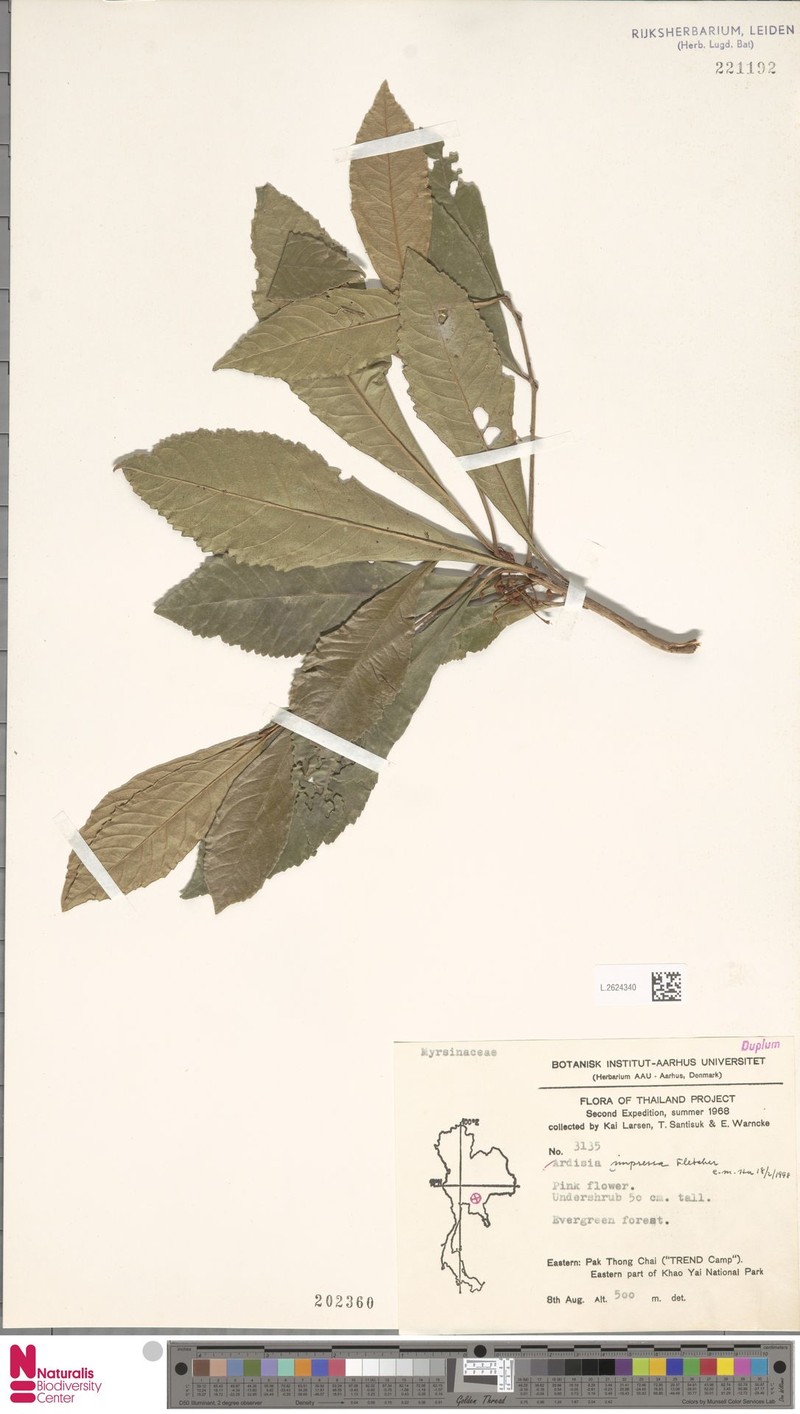Ardisia impressa photo 7