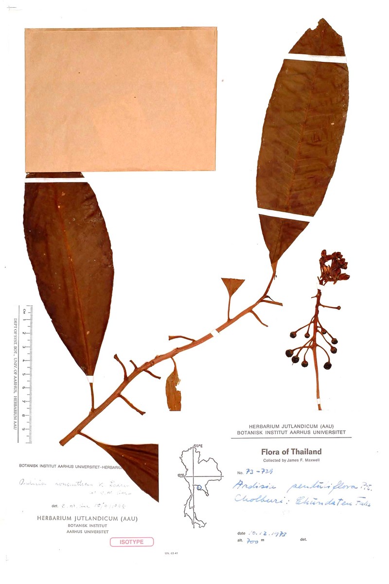 Ardisia ionantha