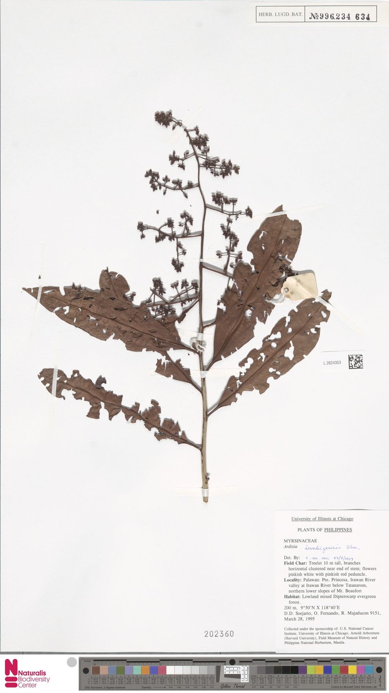 Ardisia iwahigensis