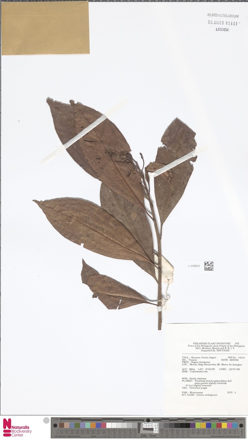 Ardisia iwahigensis photo 2