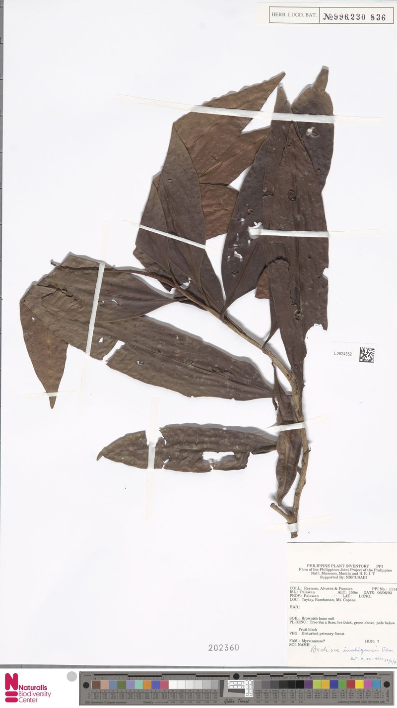 Ardisia iwahigensis photo 3