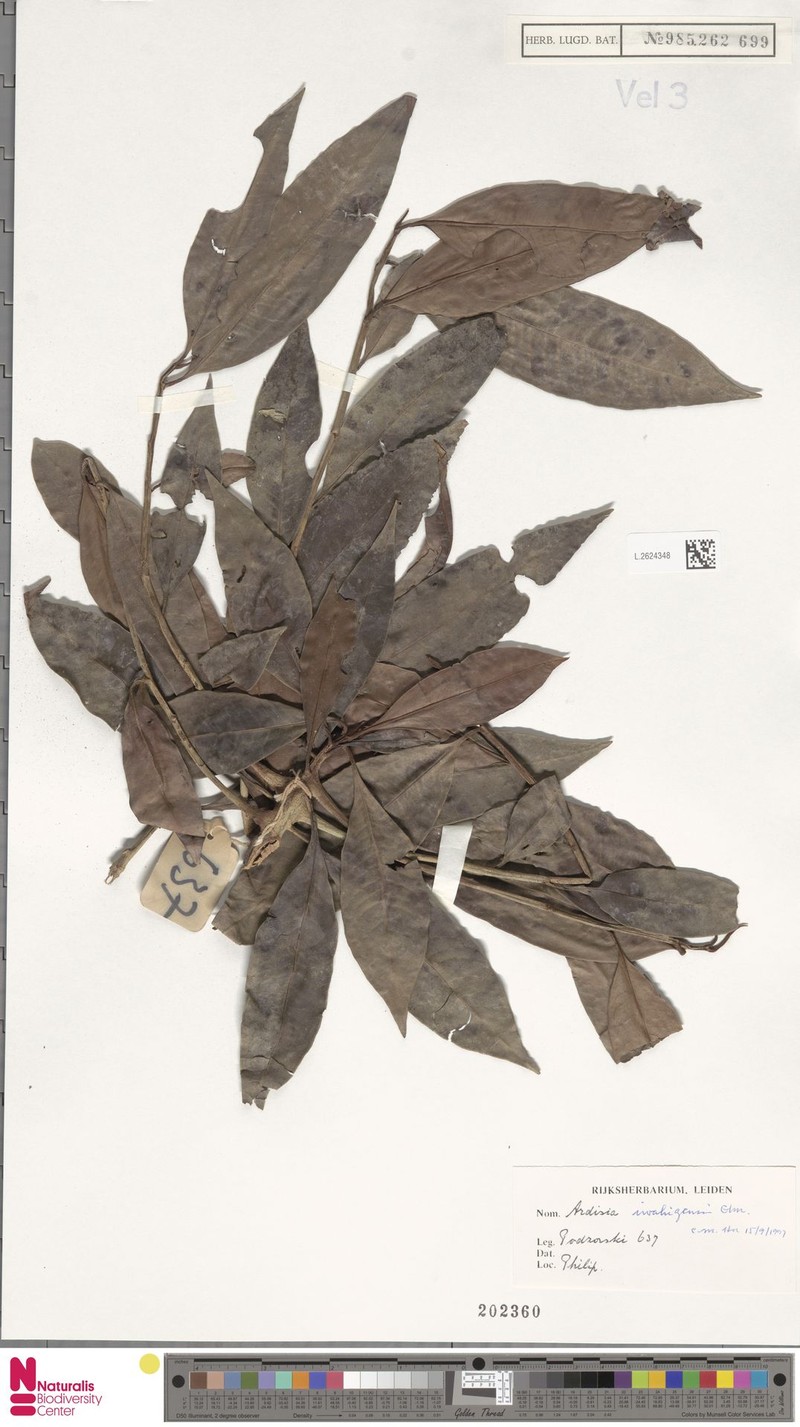 Ardisia iwahigensis photo 4