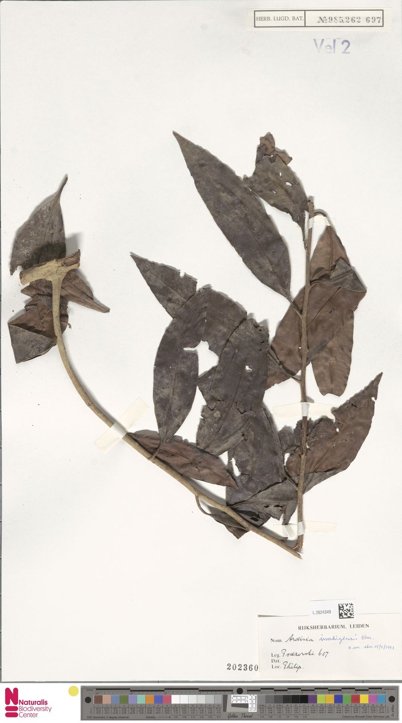 Ardisia iwahigensis photo 5