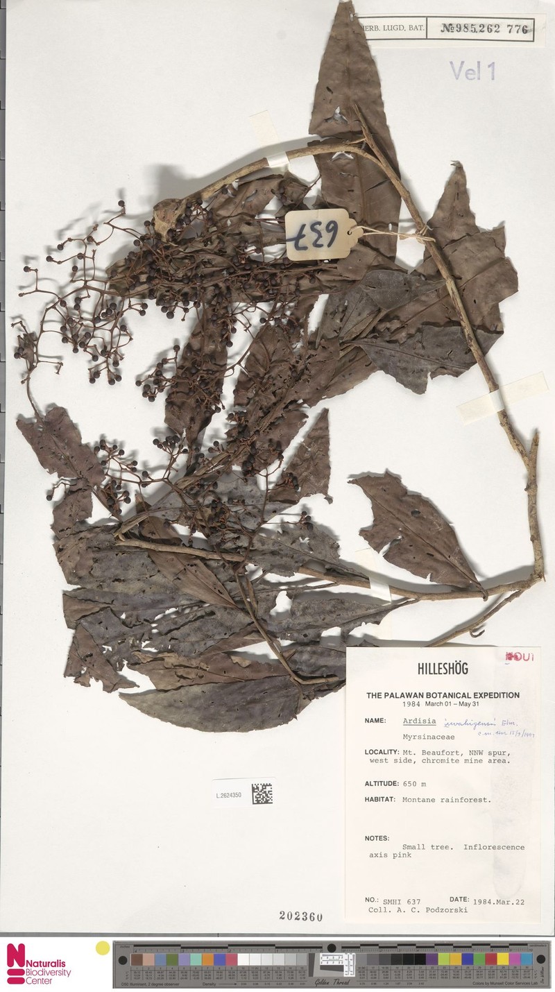 Ardisia iwahigensis photo 6