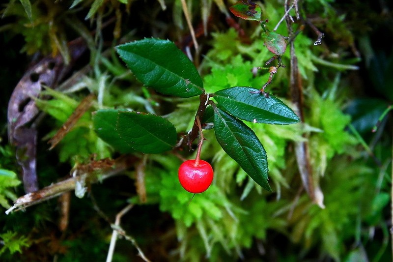 Marlberry photo 2