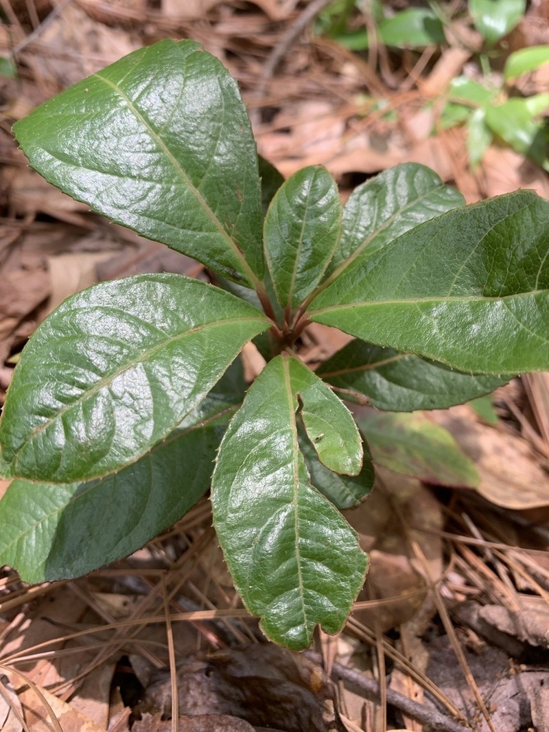 Marlberry photo 4