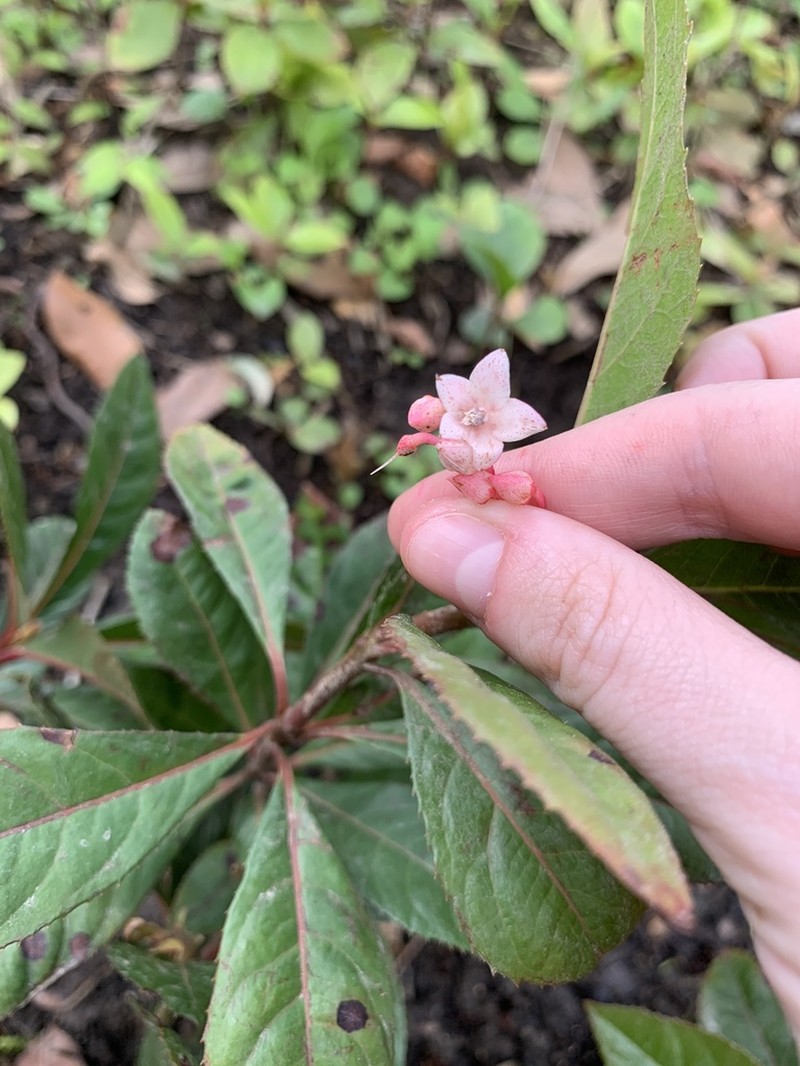 Marlberry photo 5
