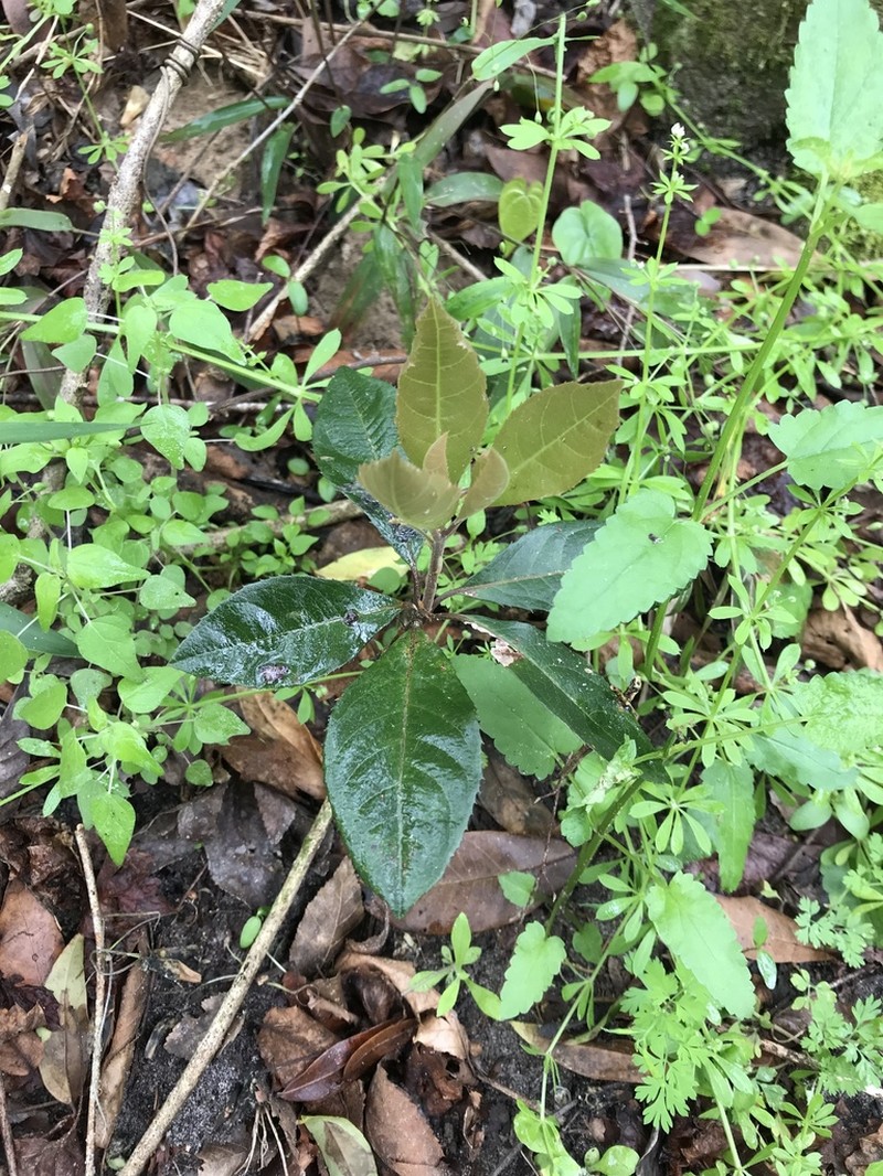 Marlberry photo 6