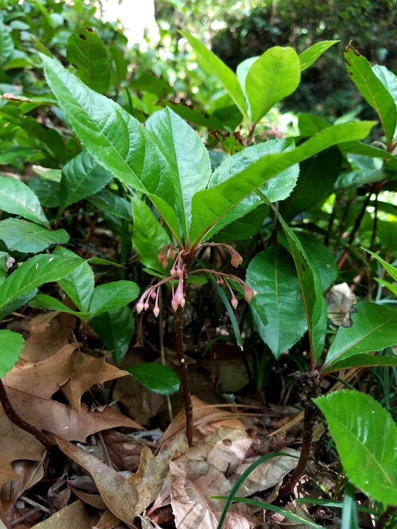 Marlberry photo 7