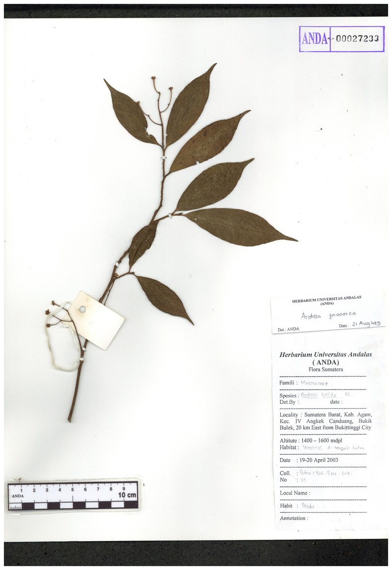 Ardisia javanica