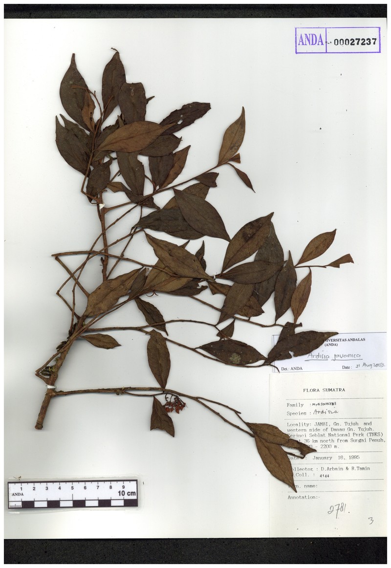 Ardisia javanica photo 2