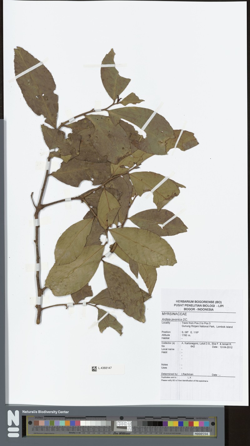 Ardisia javanica photo 3
