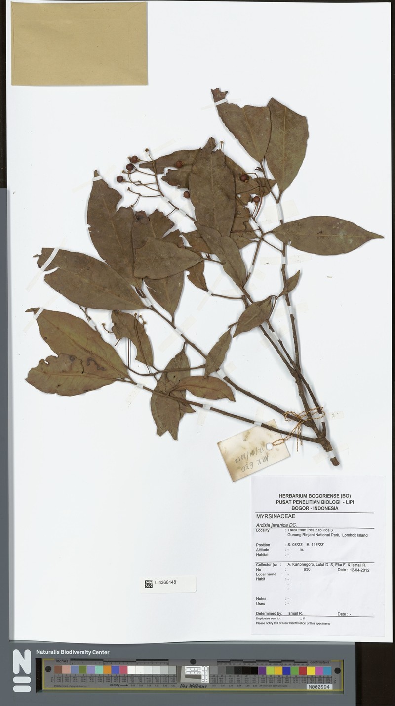 Ardisia javanica photo 4