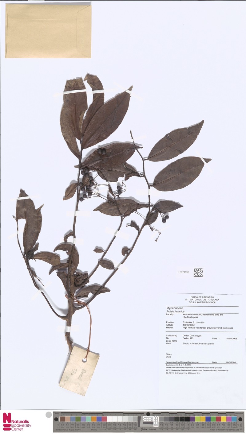 Ardisia javanica photo 5