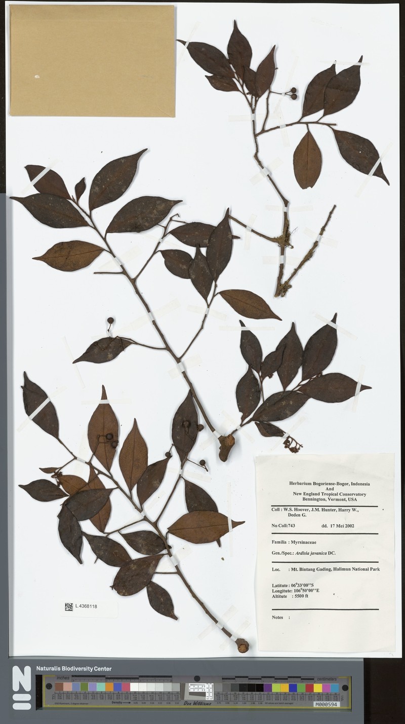 Ardisia javanica photo 6