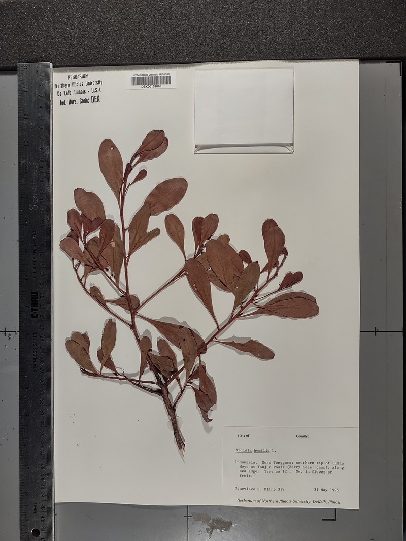 Ardisia javanica var. javanica