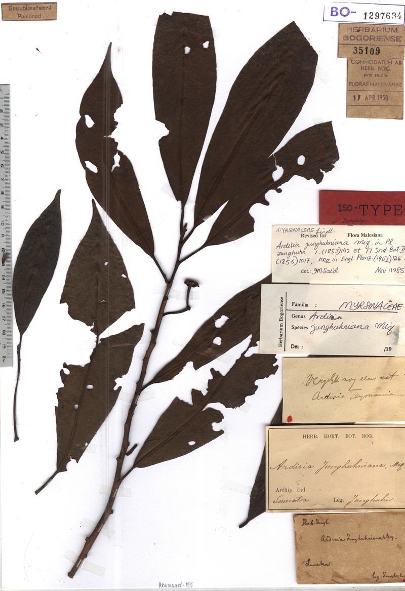 Ardisia junghuhniana