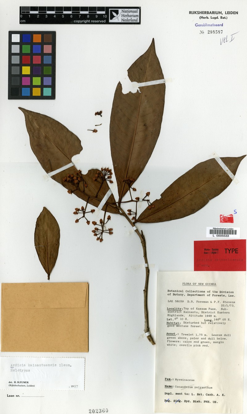 Ardisia kainantuensis