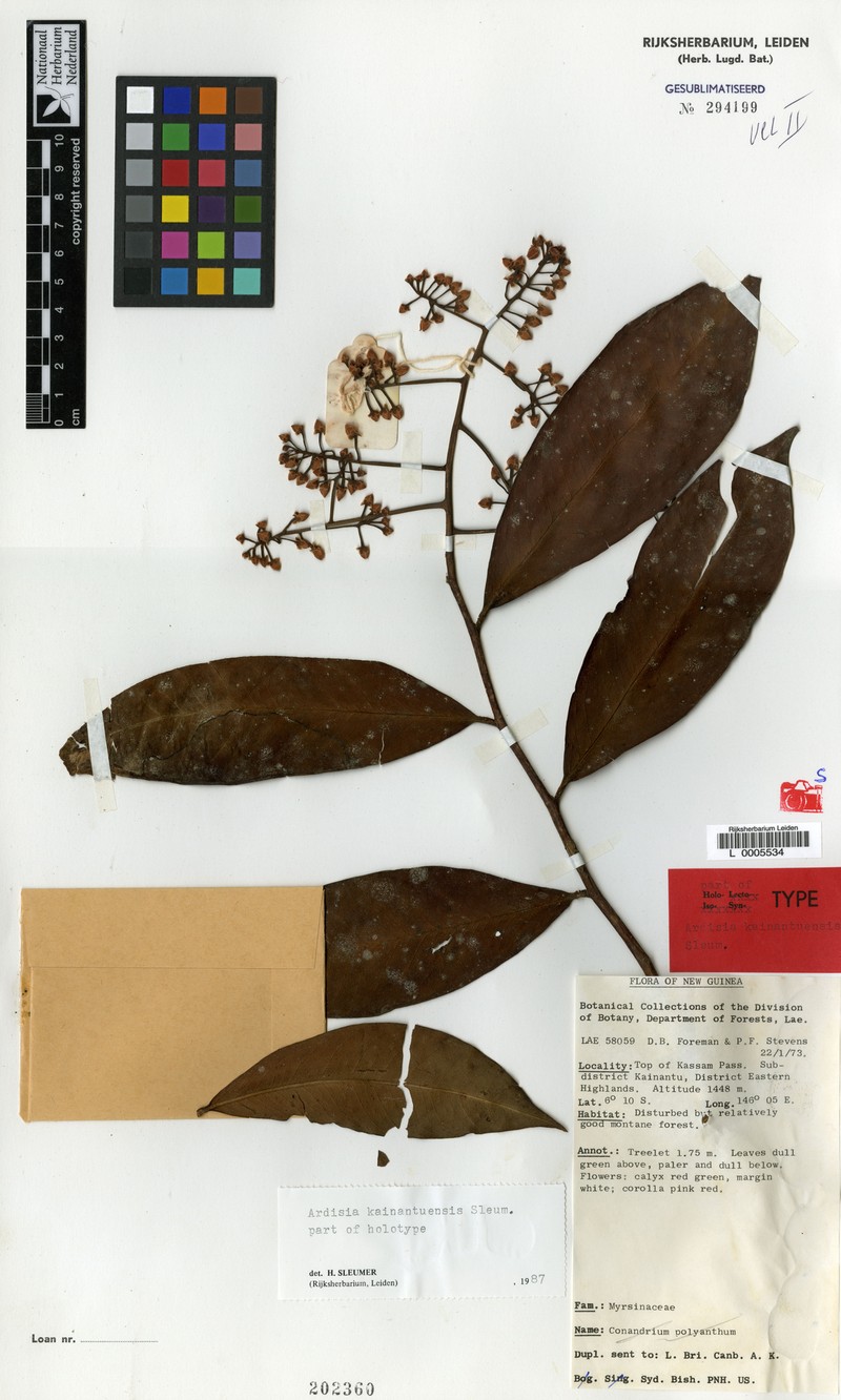 Ardisia kainantuensis photo 2