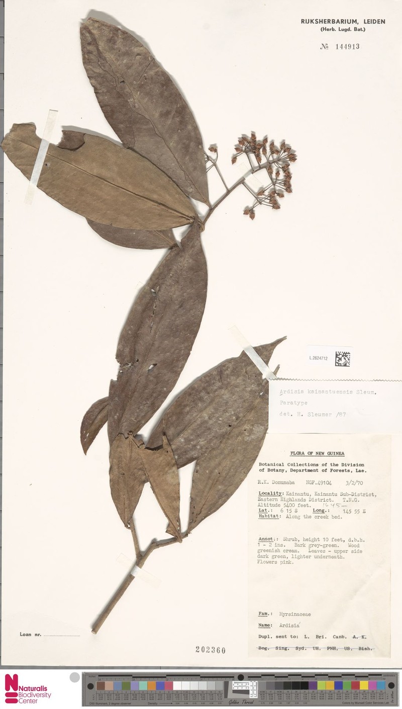 Ardisia kainantuensis photo 3