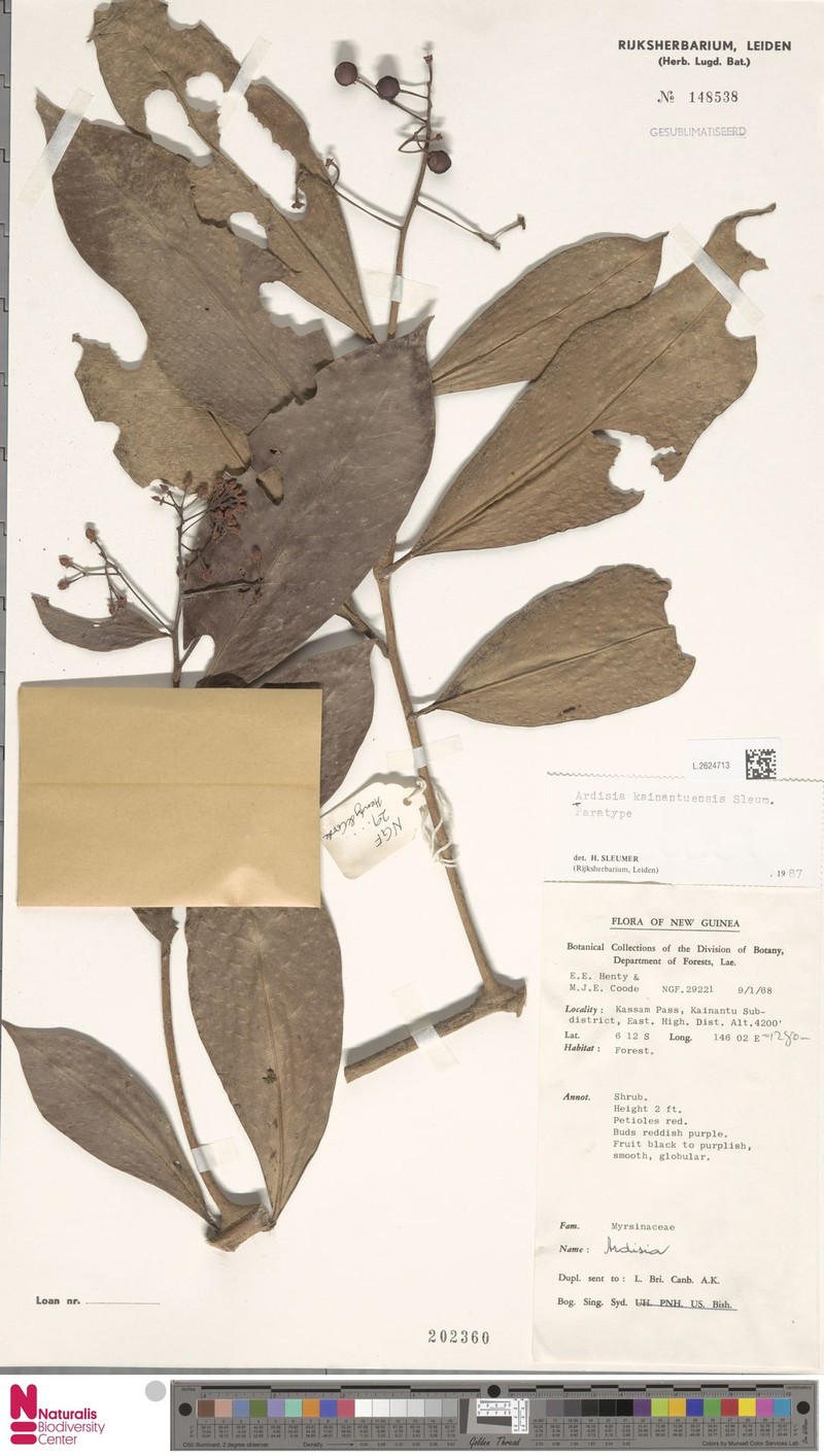 Ardisia kainantuensis photo 4