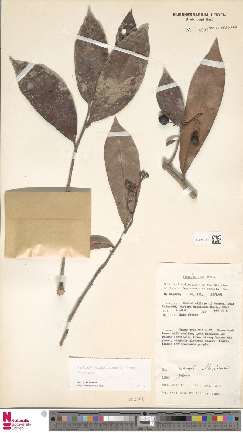 Ardisia kainantuensis photo 5