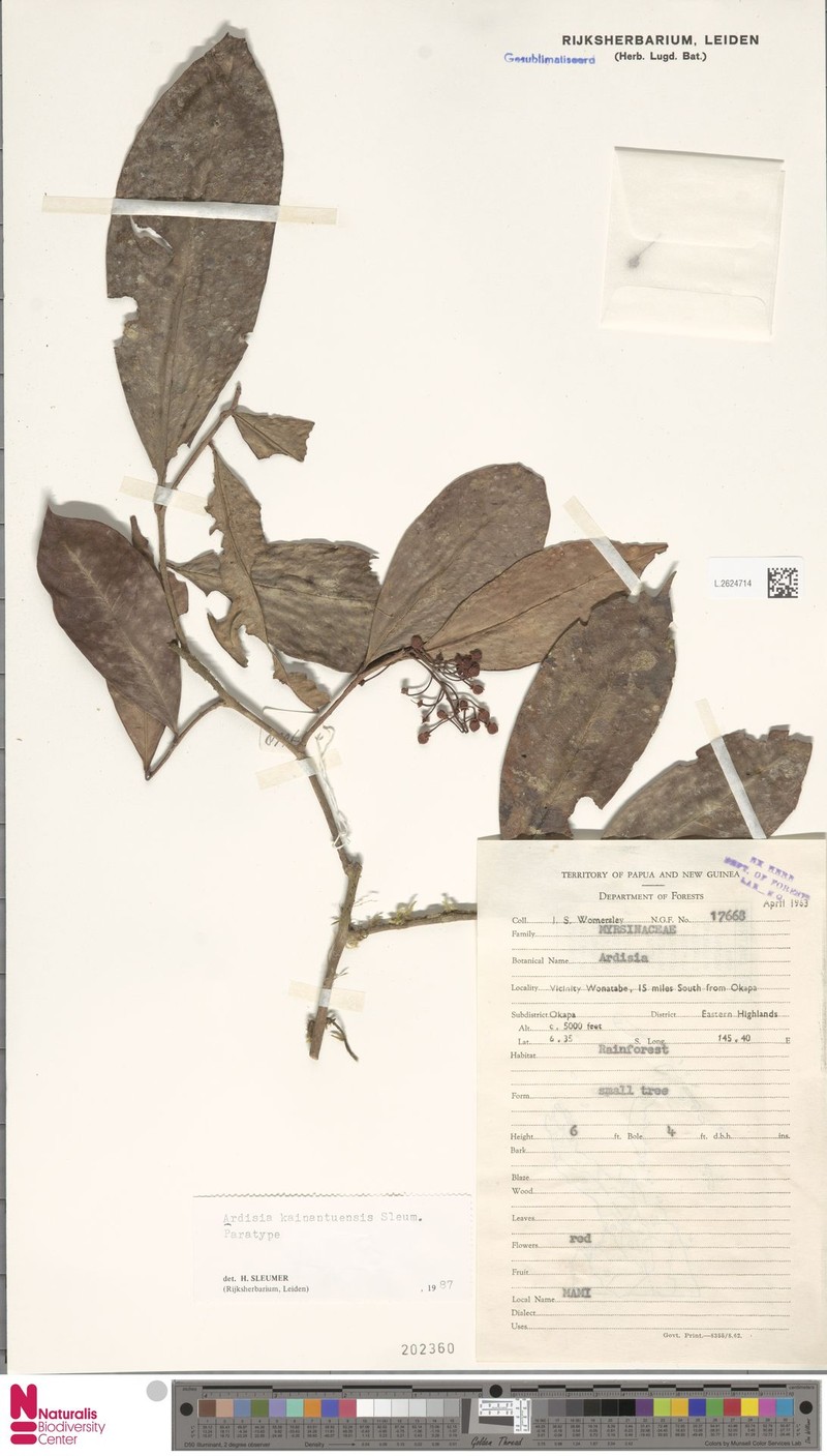Ardisia kainantuensis photo 6